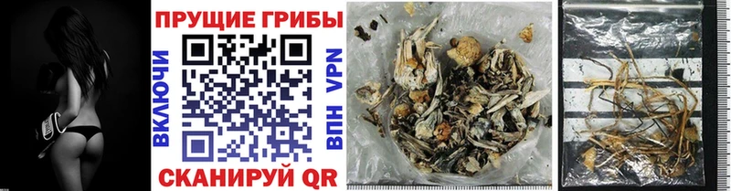 Псилоцибиновые грибы Psilocybine cubensis  Купить где  Кириллов 